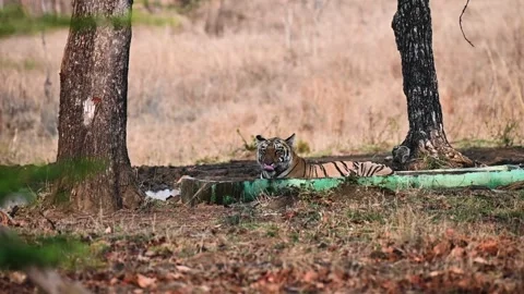 Tiger looking at the camera from a tub in the forest of Tadoba national park Stock-Footage 274442793