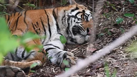 Tiger looking at the camera while lying down in Bandhavgarh national park Stock Footage 301613031