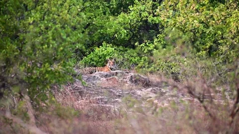 Tiger looking down at the camera from the hill in Bandhavgarh national park Stock Footage 277577149