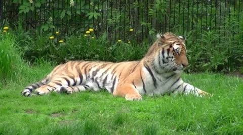 Tiger Looking Stockbeeldmateriaal 11246737