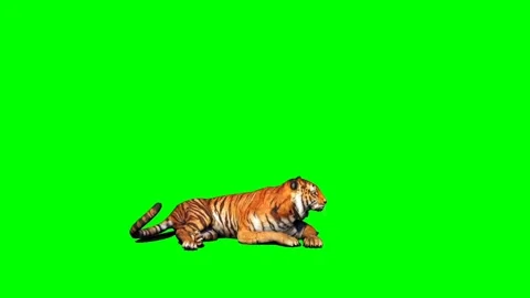 Tiger Looking on Green Screen 02 Stock Footage 225240529