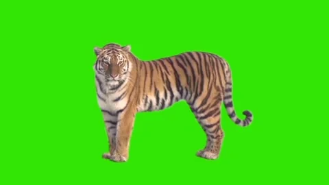 Tiger Looking on Green Screen 03 Video stock 225240459