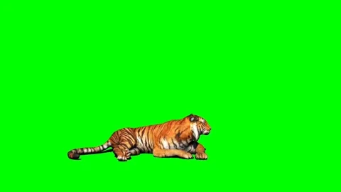 Tiger Looking on Green Screen 04 Stock Footage 225240527