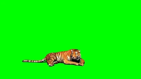 Tiger Looking on Green Screen 05 Stock Footage 225240635