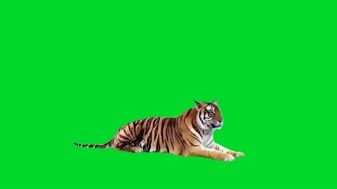 Tiger Looking on Green Screen 06 Stock Footage 225240633