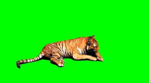 Tiger Looking on Green Screen 09 Stock Footage 225240688