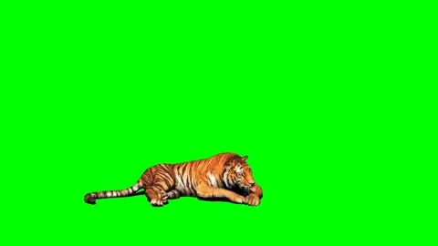 Tiger Looking on Green Screen Stock Footage 225240463