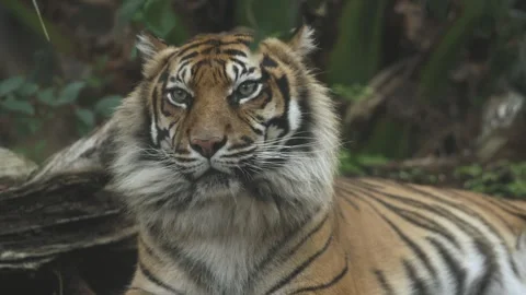 Tiger looking in jungle - predator Video stock 255655674