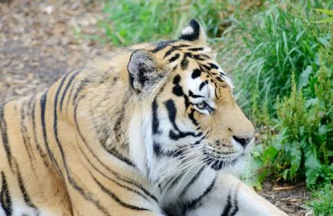 Tiger looking Stock Photos
