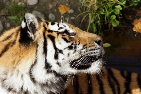 Tiger looking up Stock Photos