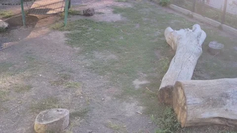 The tiger looking for the place for resting Stock Footage 160483178