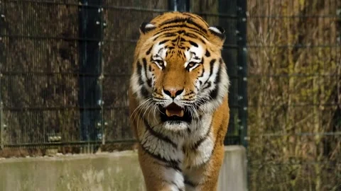 Tiger looking for prey Stock Footage 231383435