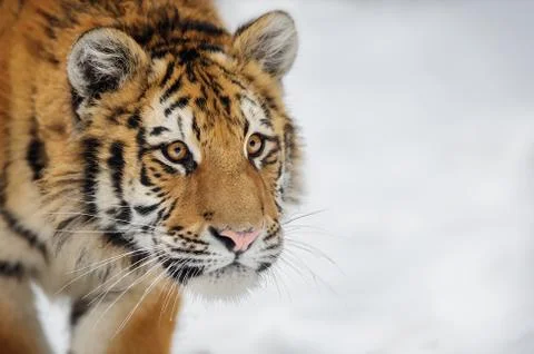 Tiger looking to some attention Stock Photos
