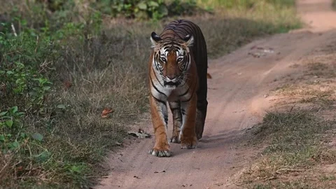 Tiger looking straight into the camera while walking in Kabini national park Stock Footage 267566974