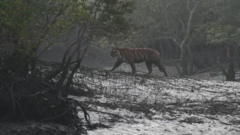 Tiger looking at us while he goes into the jungle in Sundarbans national park 스톡 동영상 269678203