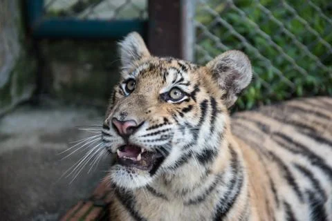 Tiger Looking At Visitors Stock Photos
