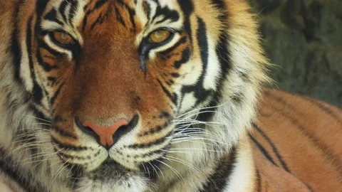 Tiger looks into the camera close-up. Видео 156183967