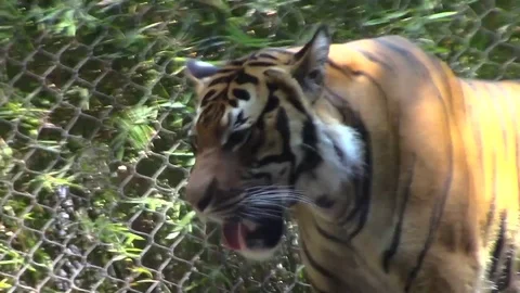 Tiger looks at camera Video stock 79114657