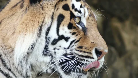 Tiger looks, close-up Stock Footage 94697414
