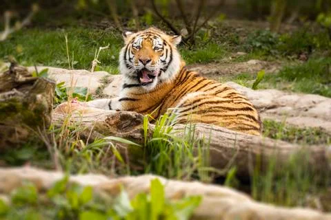 Tiger looks on Stock Photos