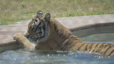 Tiger lounges in pool Stock Footage 310751787