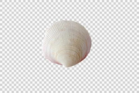 Tiger lucine shell or codakia orbicularis isolated transparent png Stock Photos