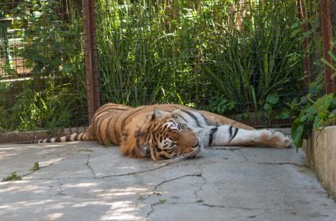 Tiger lying on a concrete surface in a cage Stock Photos