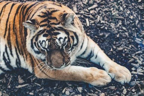 Tiger Lying Down Close Up Stock Photos