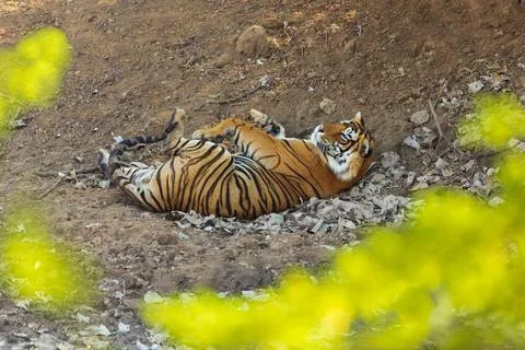 Tiger lying down on its back waking up from nap Stock Photos