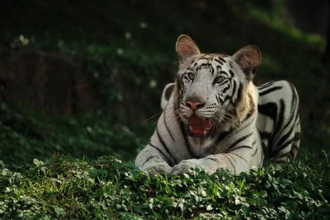 Tiger lying down looking away Stock Photos