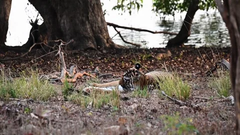 Tiger lying down to rest on a hot afternoon in Tadoba national park Stock Footage 307297059
