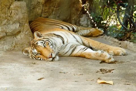 Tiger lying on a floor Stock Photos