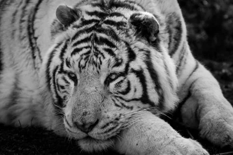 Tiger lying in the forest Stock Photos