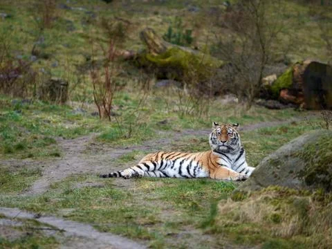 Tiger lying in the grass Stock Photos