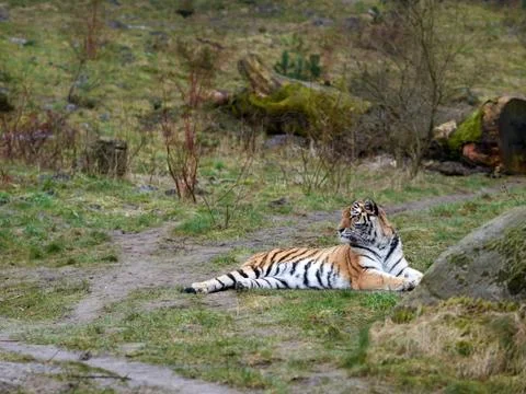 Tiger lying in the grass Stock Photos