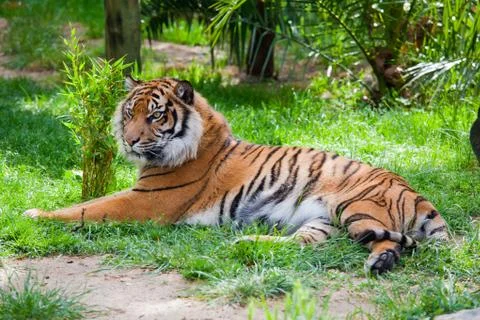Tiger lying on the grass Stock Photos