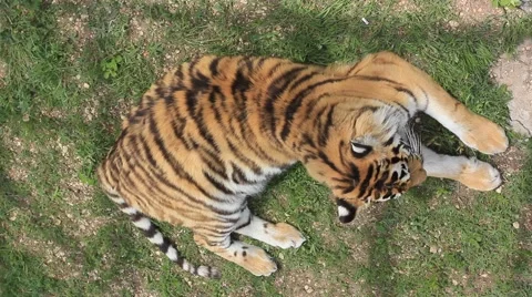 Tiger lying on the ground Video stock 39975134