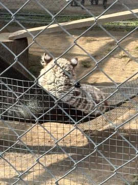 Tiger lying on a hammock. Stock Photos
