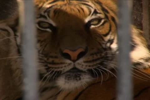 Tiger Lying in its Cage 動画素材 10704325