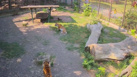 A tiger is lying on the lawn while another tiger is hiding in the shade Stock Footage 157493949