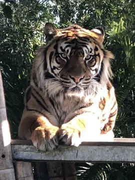 Tiger lying on platform looking towards camera. Stock Photos