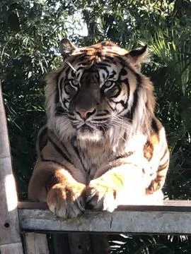 Tiger lying on platform looking towards camera. Stock Photos
