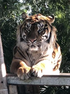 Tiger lying on platform looking towards camera. Stock Photos