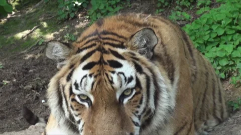 The tiger in the lying position stares and then prepares to attack Stock Footage 221615451