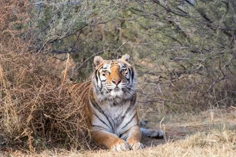 Tiger Lying under a Canopy of Brush Stock Photos