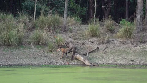 Tiger making its way back into the deep jungle of Kanha national park Stock Footage 337239080