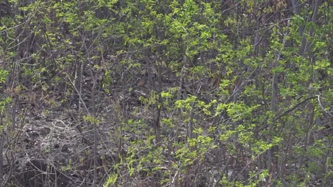 Tiger making its way out of sight in the jungle of Pench national park Stock Footage 337941349