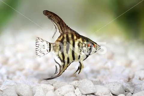 Tiger Marble angelfish pterophyllum scalare aquarium fish ~ Premium ...