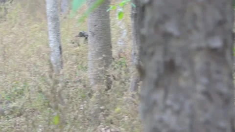 Tiger marking its territory Stock Footage 208092335