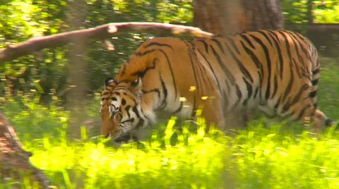 Tiger marking territory, spray Stock Footage
